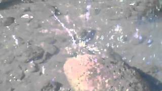 VID00071.AVI