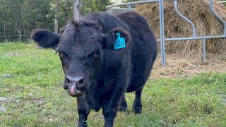 Download Lagu The TRUTH About Our Steer! MP3 Download Lagu The TRUTH About Our Steer! MP3