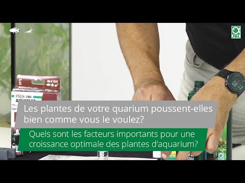 Vidéo: 6 Plantes « D'aquarium » à éviter