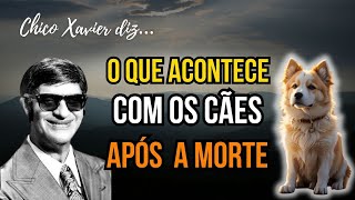 ENTRE DOIS MUNDOS: CHICO XAVIER REVELA O DESTINO DOS CÃES APÓS A MORTE!