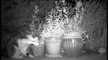 Catnip Highlight Reel #12