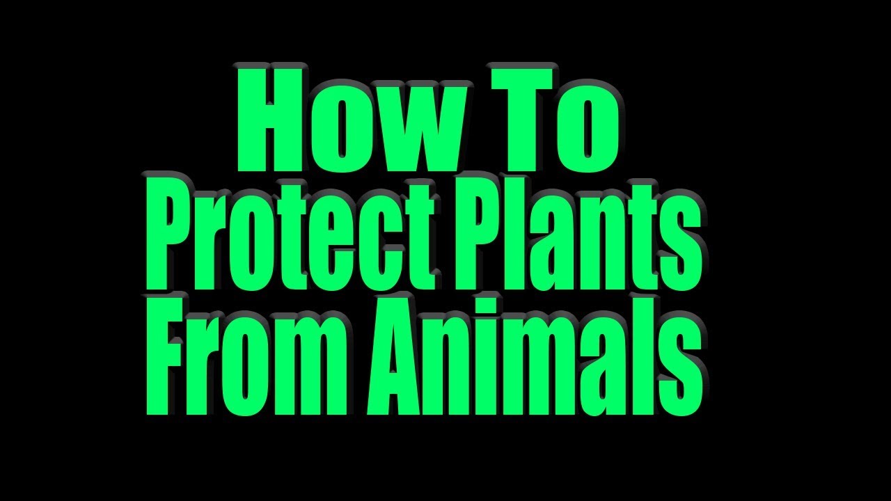 How To Protect Plants from Animals YouTube
