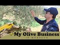 My olive oil business in morocco