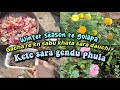 Winter season re golapa gacha re kn sabu khata sara dauchi? Kete sara gendu phula 🌱🌼