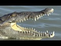 American Crocodiles in Florida!!!