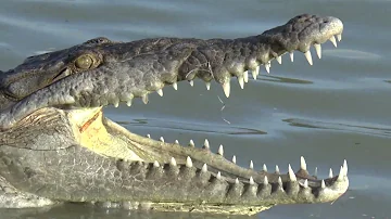 Jak velcí mohou být krokodýli na Floridě?