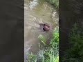 Питбули ловят бутылку в озере