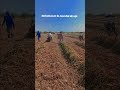 YA DIO INICIO LA TEMPORADA DE COSECHAR AJO. #agricultura no tengo los derechos de autor