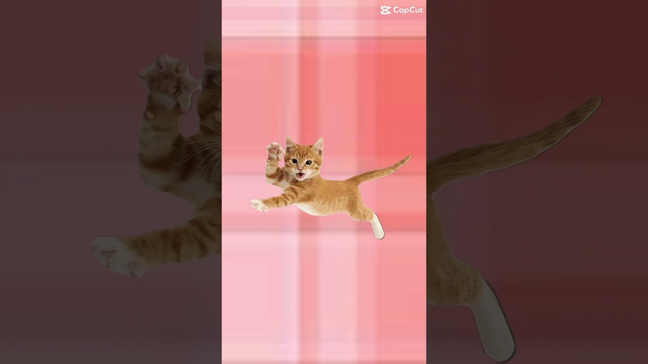 EVERYBODY DO THE FLOP! 