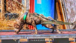 American Pitbull Terrier Power - El Poder Del Pitbull - TOP MOMENTS | JuanesRFC_DogsTV by JuanesRFC 138,305 views 6 years ago 3 minutes, 10 seconds