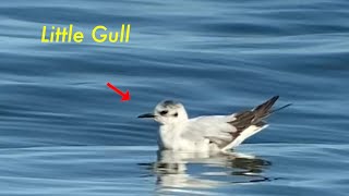 Little Gull, ID and flight - with Bonaparte's comparison