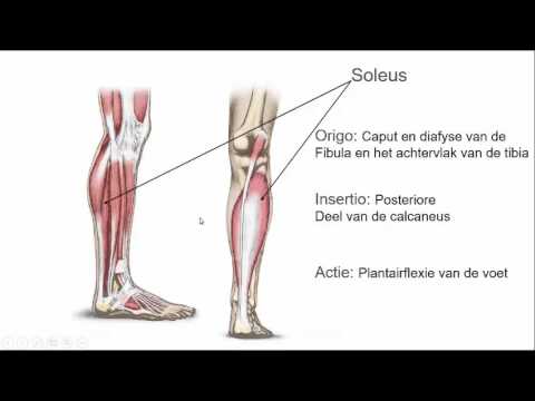 Video: Naviculaire Botdefinitie, Anatomie En Anatomie - Lichaamskaarten