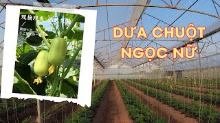 Dưa chuột Ngọc Nữ.