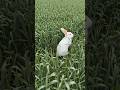 Rabbit Jumping Field, #shorts #funny #viral #trending #farming #agriculture