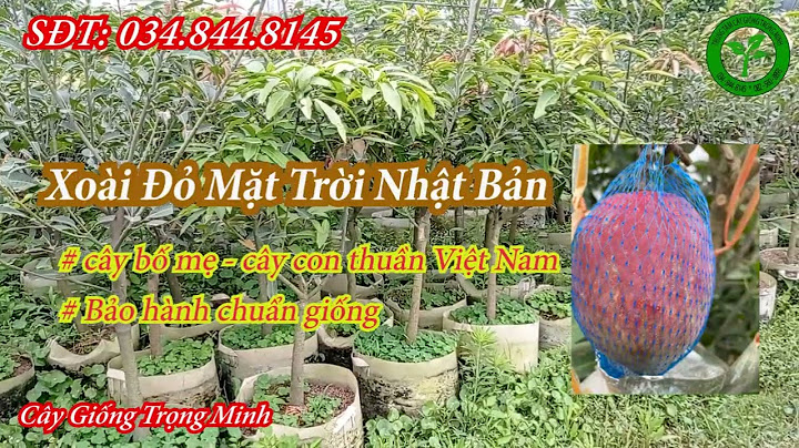 Xoài đỏ Nhật Bản trồng ở Việt Nam