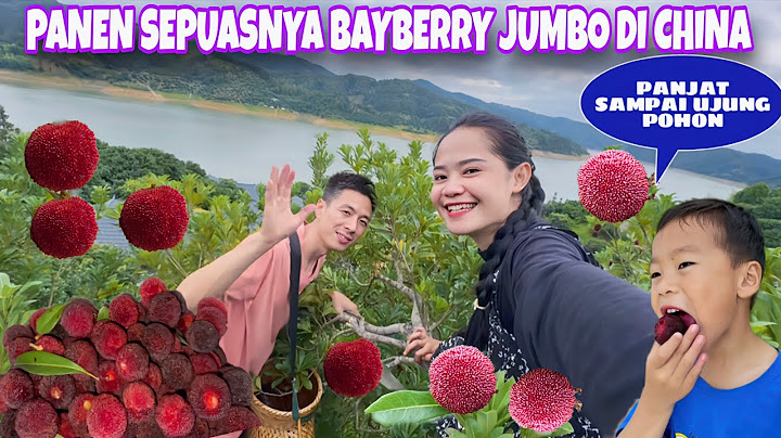 AKHIRNYA PANEN BANYAK BAYBERRY JUMBO DI CHINA, GRATIS MAKAN SEPUASNYA VIEW DANAU INDAH