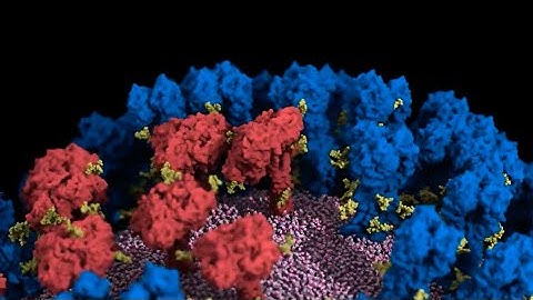 How Proteins Tilt and ‘Breathe’ on Flu Viruses | Headline Science