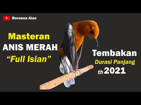 Masteran murai batu isian mewah materi full tembakan komplit