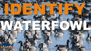 Full HOW TO IDENTIFY WATERFOWL | Hunters Connect News