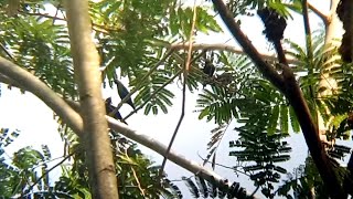 Koloni burung cucak keling dialam liar
