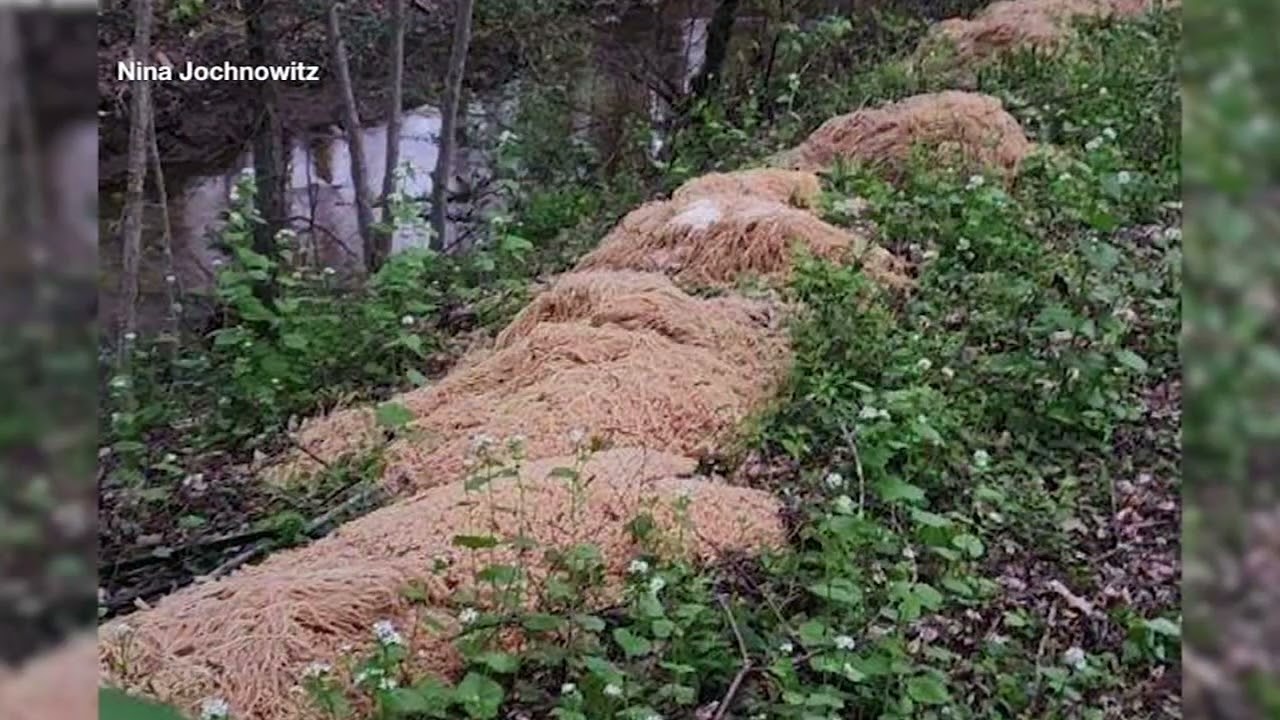 Who Dumped Dozens of Pounds of Pasta in New Jersey? NOODLES MYSTERY SOLVED
