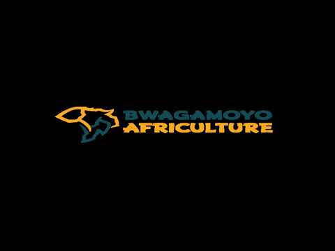 Program Kamote dance audio ( Bwagamoyo Africulture)