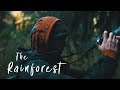 Wandering Through The Rainforest