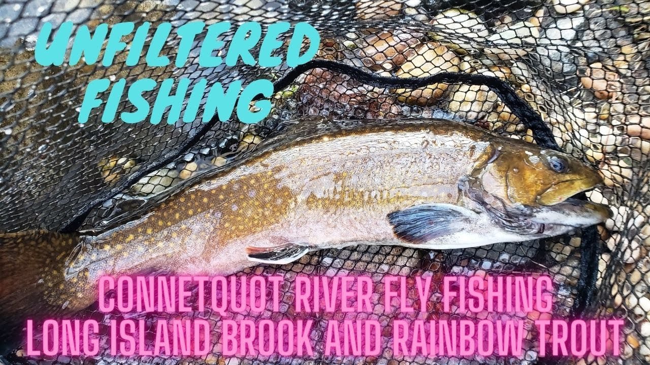 RIVER FLY FISHING, LONG ISLAND RAINBOW AND BROOK TROUT YouTube