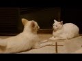 猫に話しかける犬