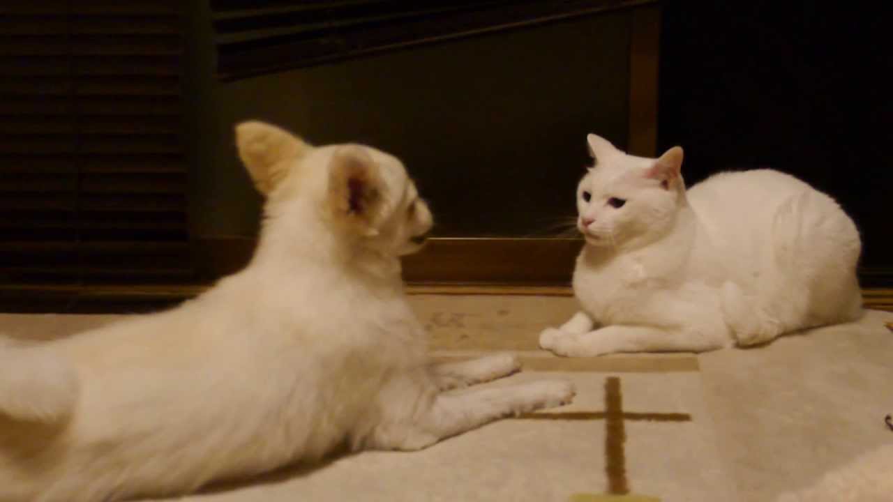 猫に話しかける犬 Youtube 猫に話しかける犬 Youtube