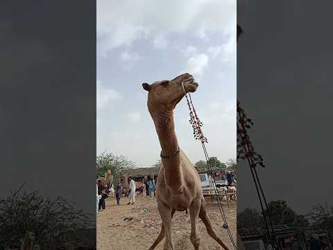 جمل جميل جدا سهراي ثار رغشتان مندي 