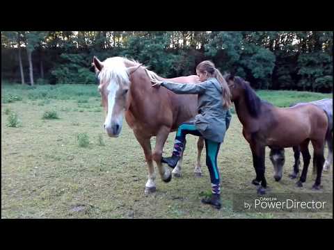 Video: Ako Chovať Koňa