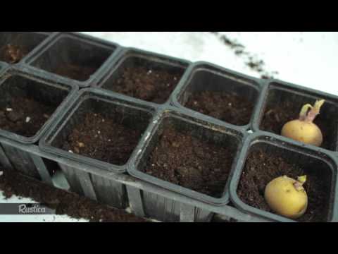 Vidéo: Comment Faire Germer Correctement Les Pommes De Terre Avant De Les Planter ?