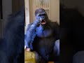イケメンすぎるゴリラ!それがシャバーニ!【東山動物園】 #shorts in their