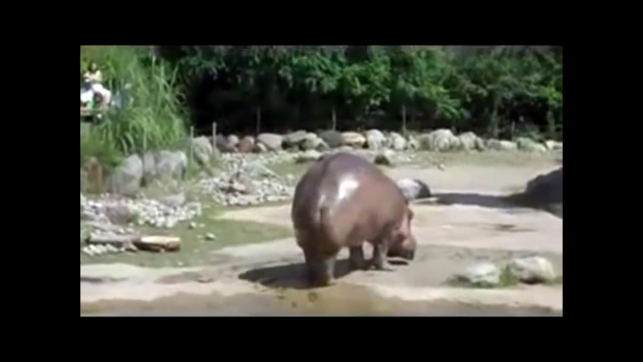 Песня видео бегемот