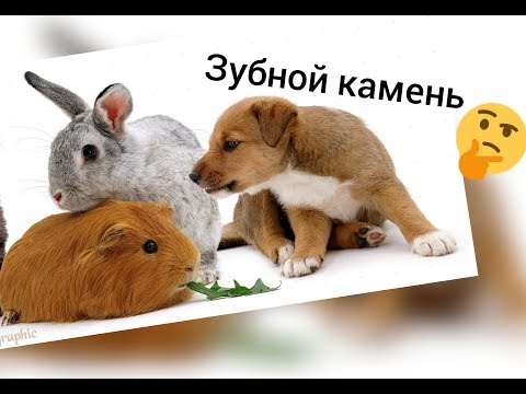 ЗУБНОЙ КАМЕНЬ  У СОБАК И КОШЕК // чем опасен / как бороться  / зубной камень ветеринар