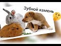 ЗУБНОЙ КАМЕНЬ  У СОБАК И КОШЕК // чем опасен / как бороться  / зубной камень ветеринар