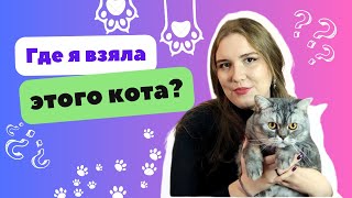 Как я завела кота