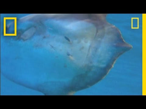 Rare Sunfish Sighting | National Geographic