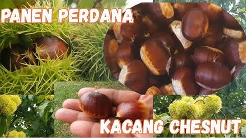 Panen Kacang Sweet Chesnut