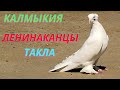 Турецкая такла и Ленинаканцы Алексея в Калмыкии! #pigeons #göyərçinlər #tauben