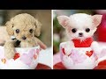 PERRITOS TIERNOS BEBES 🔵 VIDEOS DE RISA DE PERRITOS LINDOS Y CHISTOSOS