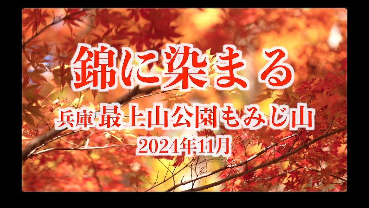 錦に染まる「最上山公園もみじ山」2024年11月 - YouTube