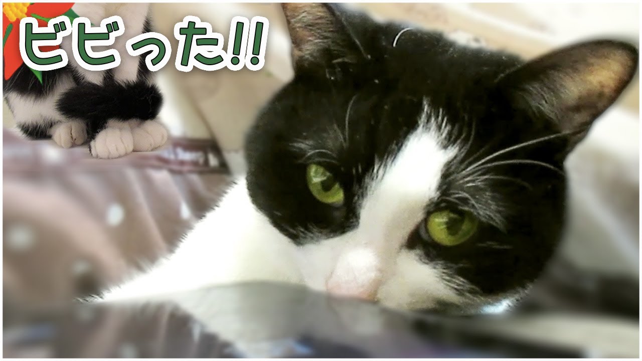 猫の鳴き声アプリに反応する猫 ビックリ おもしろリアクション Cat Sounds Cat Which Is Scared For Tablet Application Nexus7 Youtube