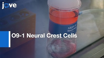 O9-1 Neural Crest Cells Manipulaton and Culturing | Protocol Preview