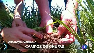 La chufa de Valencia y la elaboración de la Horchata de Chufa de Valencia en España Directo