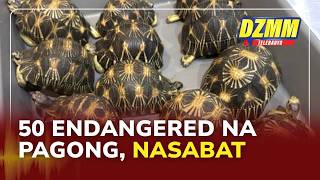 BOC seizes 50 endangered tortoise in NAIA | DZMM Teleradyo (15 June 2026)