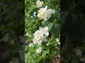"A Minute of Pure Nature"YouTubeshort#naturebeauty #greenlove #happiness