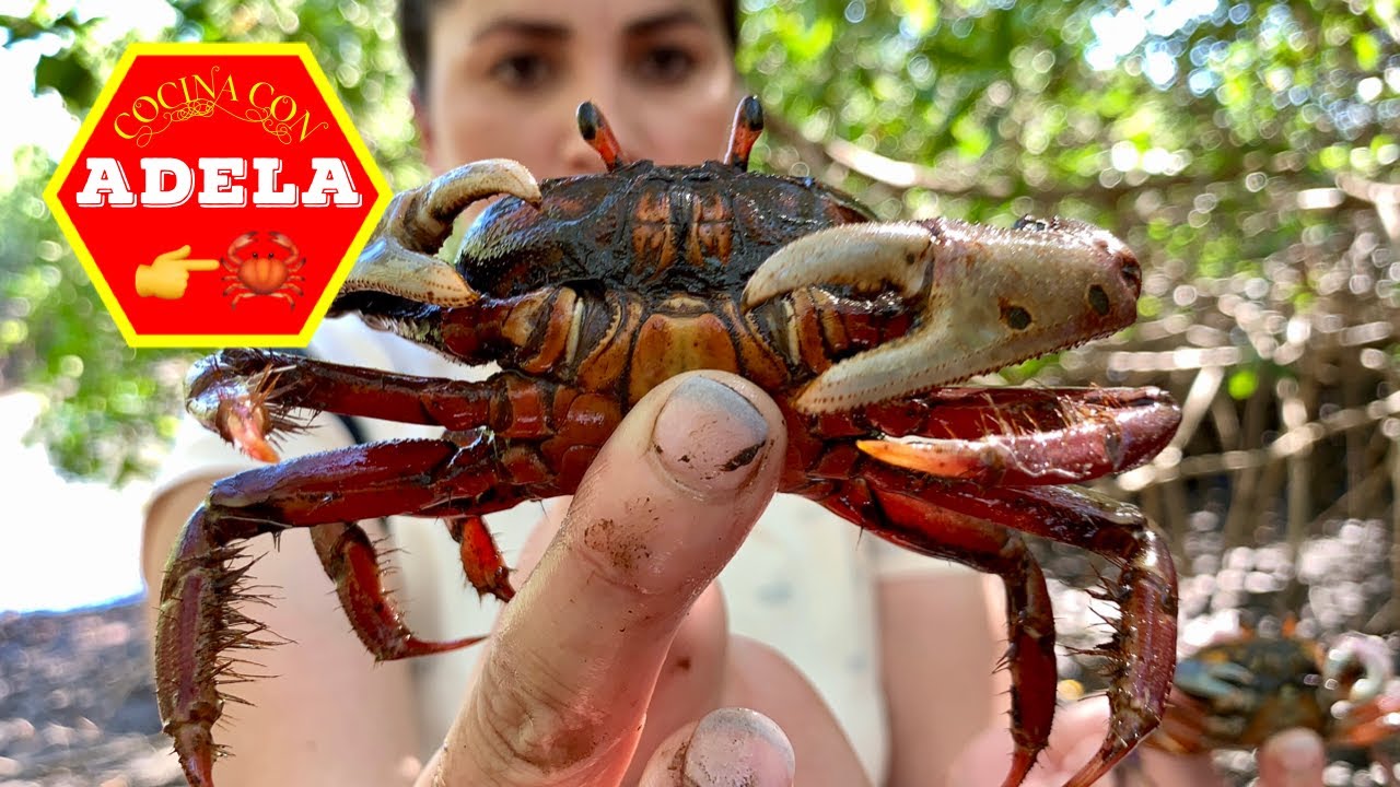 ☘️ Como sacar punches en la playa El Espino YouTube