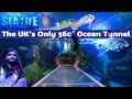 Things to do in birmingham   national sea life centre  full tour  ocean tunnel